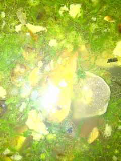 Foto resep Sop Tulang Sapi Kuah Bening Sederhana