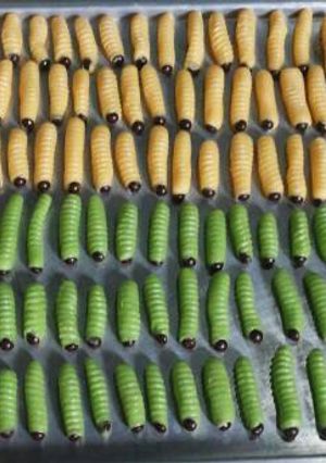 Foto resep Kue semprit ulat sagu