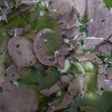Lengua de novillo a la vinagreta