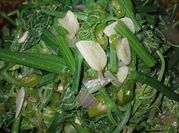 Gambar daun labu tanpa santan