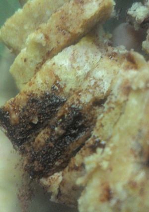 Foto resep Bolu kukus