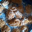 Mie wortel homemade sehat