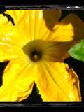 Fried Squash Blossoms
