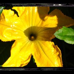 A picture of Fried Squash Blossoms.