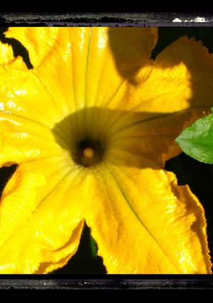 A picture of Fried Squash Blossoms.