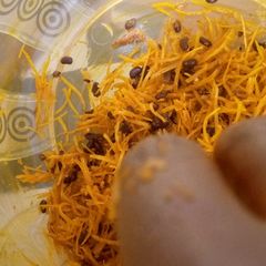 A picture of Abacha with Akidi (Black bean).