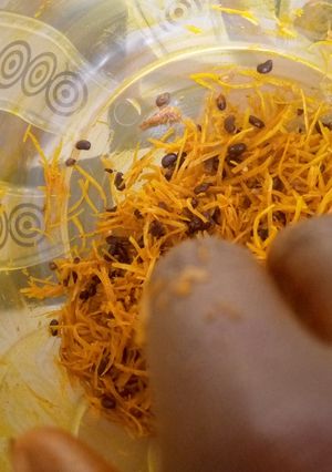 A picture of Abacha with Akidi (Black bean).