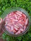 Manisan Jambu Air