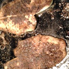 A picture of blackened flounder.