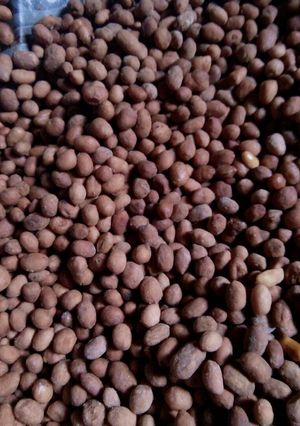 Foto resep Kacang Telur