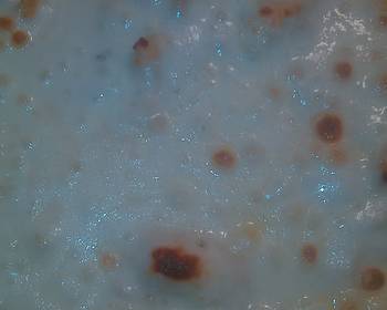 Ready to Serve Nikkis Ultimate chicken Alfredo Restaurant Style