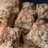 Martha Stewart's Crumb Cake