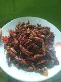 Belalang/walang goreng krispi kriuk