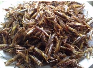 Foto resep Belalang Goreng