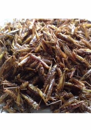 Foto resep Belalang Goreng