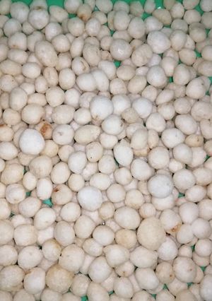 Foto resep Pilus cikur