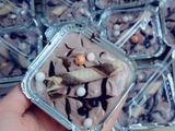 سويت بالشوكولاته