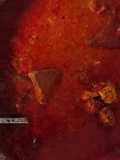 Cecek dan daging balado