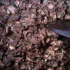 A picture of Ayam bumbu rw.