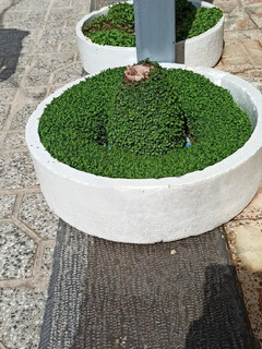 عکسی از دستور سبزه ی عید ۹۹ ما