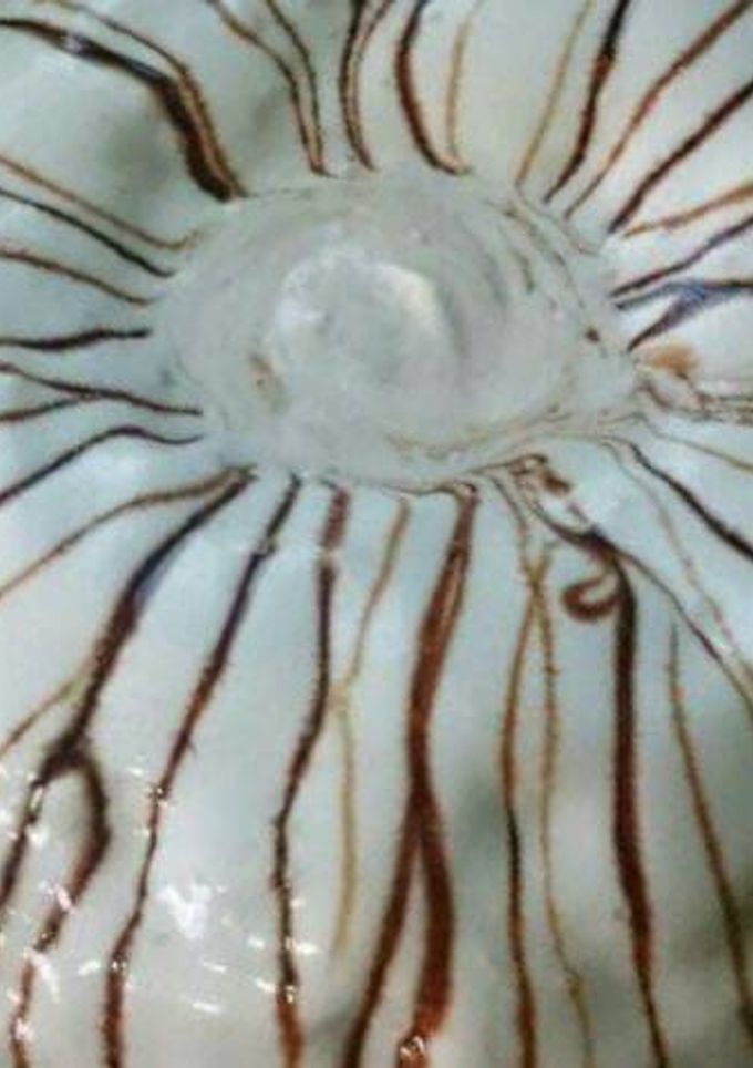 صورة لوصفة الكيكة البيضاء بحشوة الشوكولا
