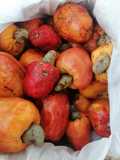 Jugo de cajú, manzano de anacardo o CASHO(Loreto)