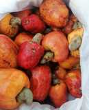 Jugo de cajú, manzano de anacardo o CASHO(Loreto)