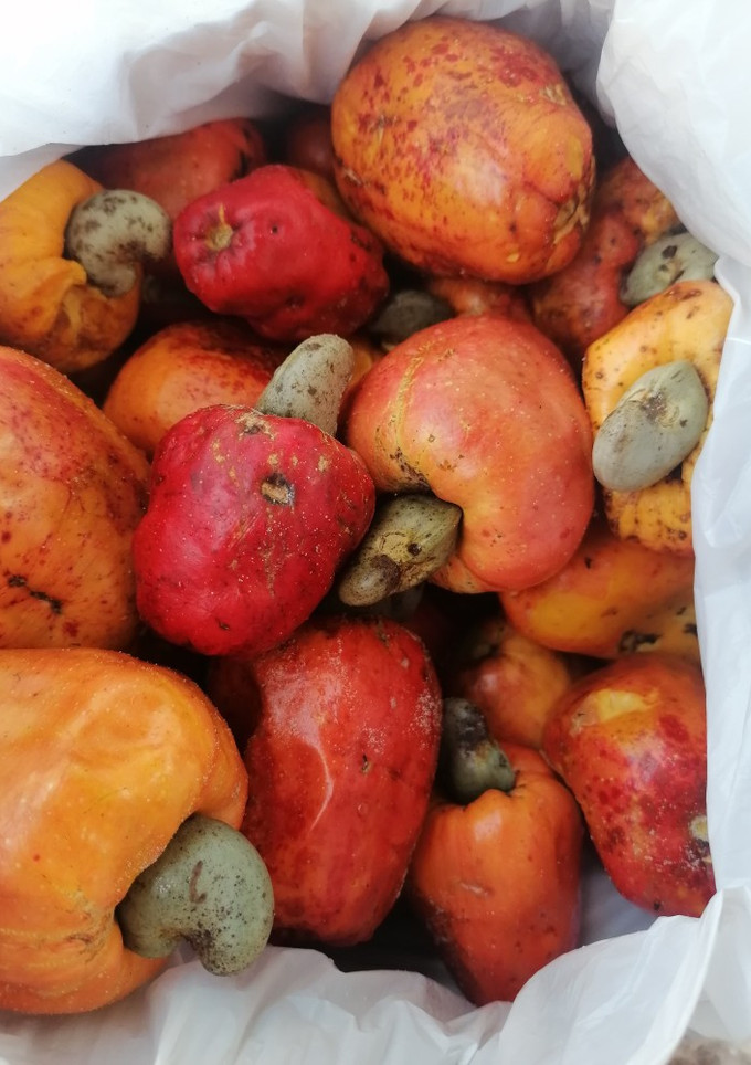 Una foto de Jugo de cajú, manzano de anacardo o CASHO(Loreto)
