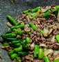 Cara Simple Membikin Resep  Tumis Daging Cincang Buncis yang Bikin Ngiler, Sempurna