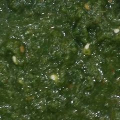 A picture of Green chutney.