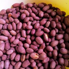 A picture of OVEN ROASTED GROUND NUTS 😋.