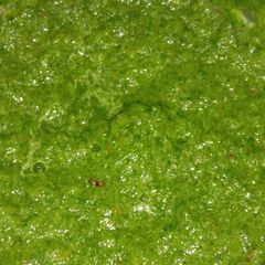 A picture of Green chutney.
