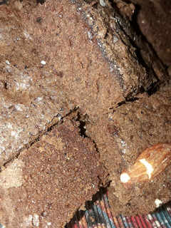 Una foto de Brownie (con cacao)