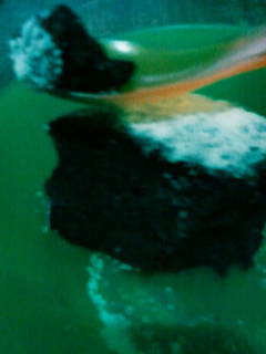 Foto resep 8. Gateu au Chocolat