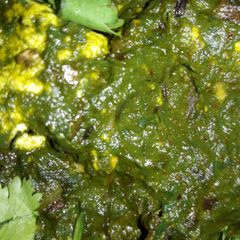A picture of Palak paneer.