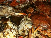 Gambar rajungan lada hitam
