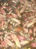 Adobo squid