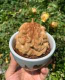 Coffee Mug Cake