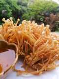 เห็ดเข็ม​ทอง​ทอดกรอบ🍄
