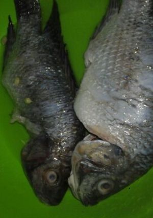 Foto resep Tips menghilangkan bau tanah