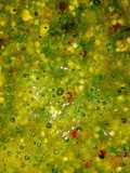 Salsa verde, de tomate de milpa