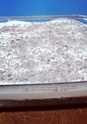 Una foto de Postre fácil de brownie y crema