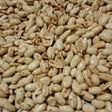 Kacang Bawang