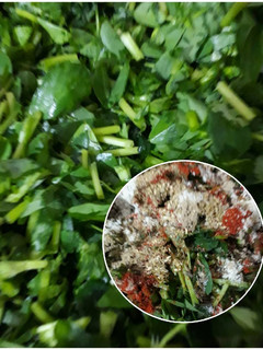 हरा सलाद (Green Salad recipe in hindi) रेसिपी मुख्य फोटो