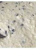 Arroz con leche