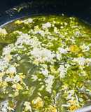 Palak Paneer