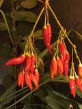 California Farm Airdrying Thai Hot Peppers