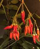 California Farm Airdrying Thai Hot Peppers