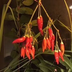 A picture of California Farm Airdrying Thai Hot Peppers.