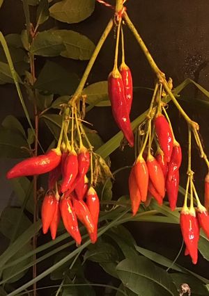 A picture of California Farm Airdrying Thai Hot Peppers.